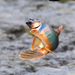 🎣搞装修设计的钓鱼佬🎣