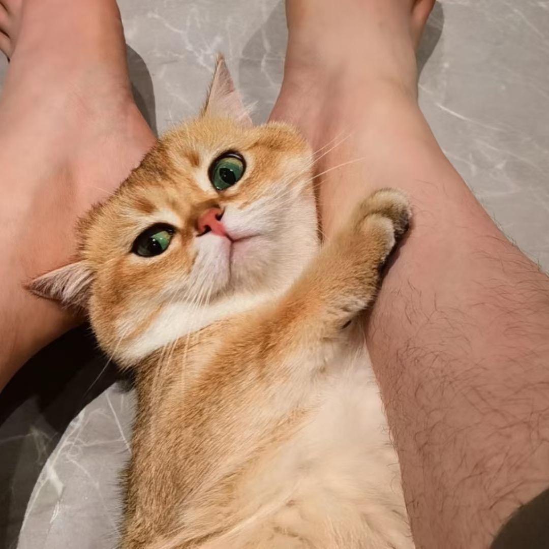 陈尘臣