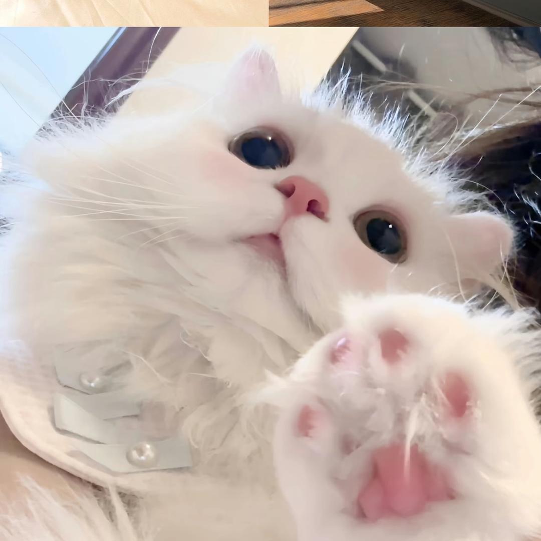 曲奇（王者荣耀）