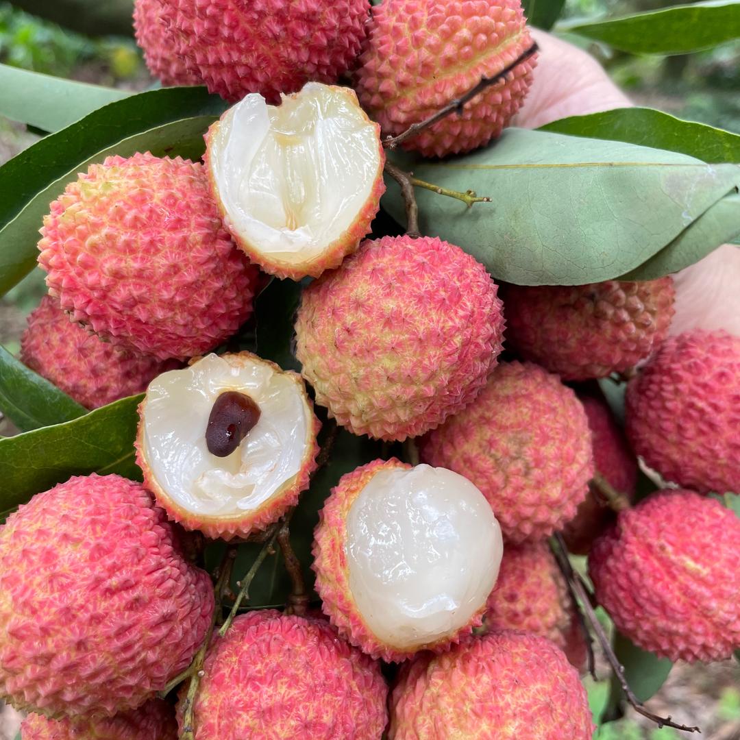 水果批发（自家果园）