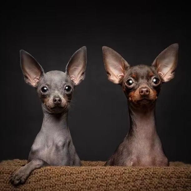 大飞宠物（小鹿犬）