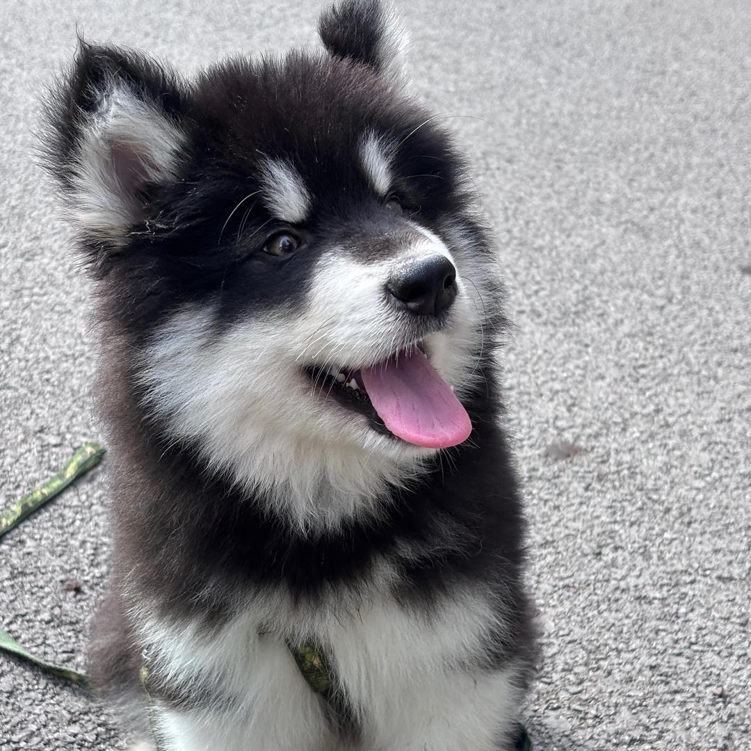 请叫我大炮🐶