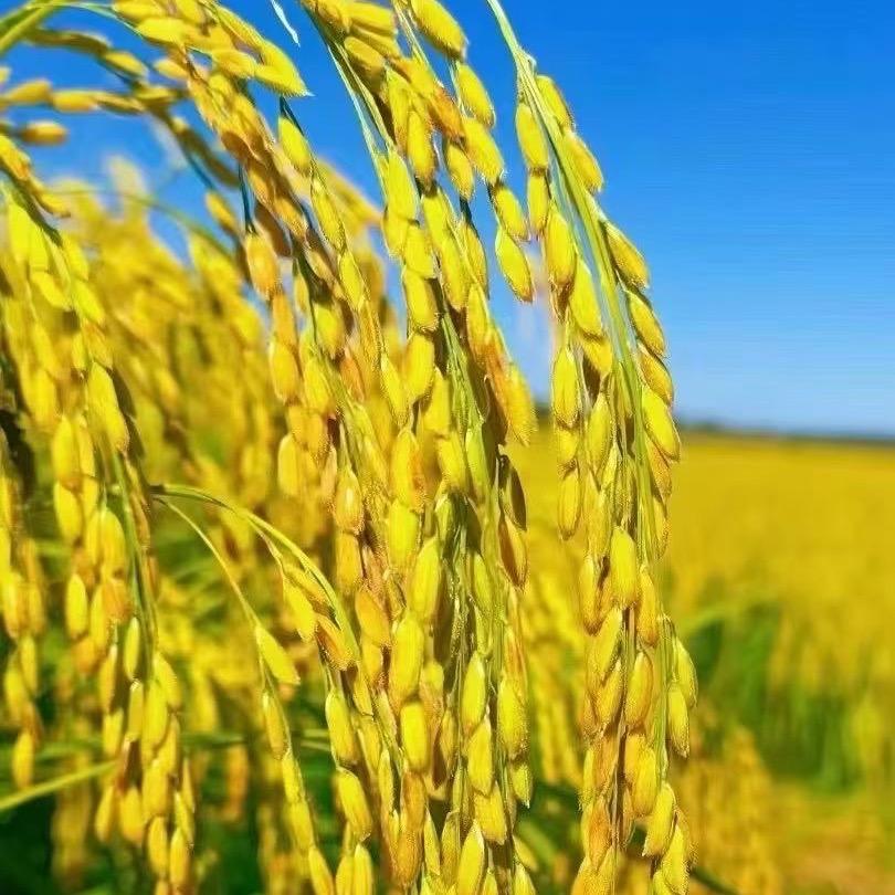 黄粮玺粒粒生金