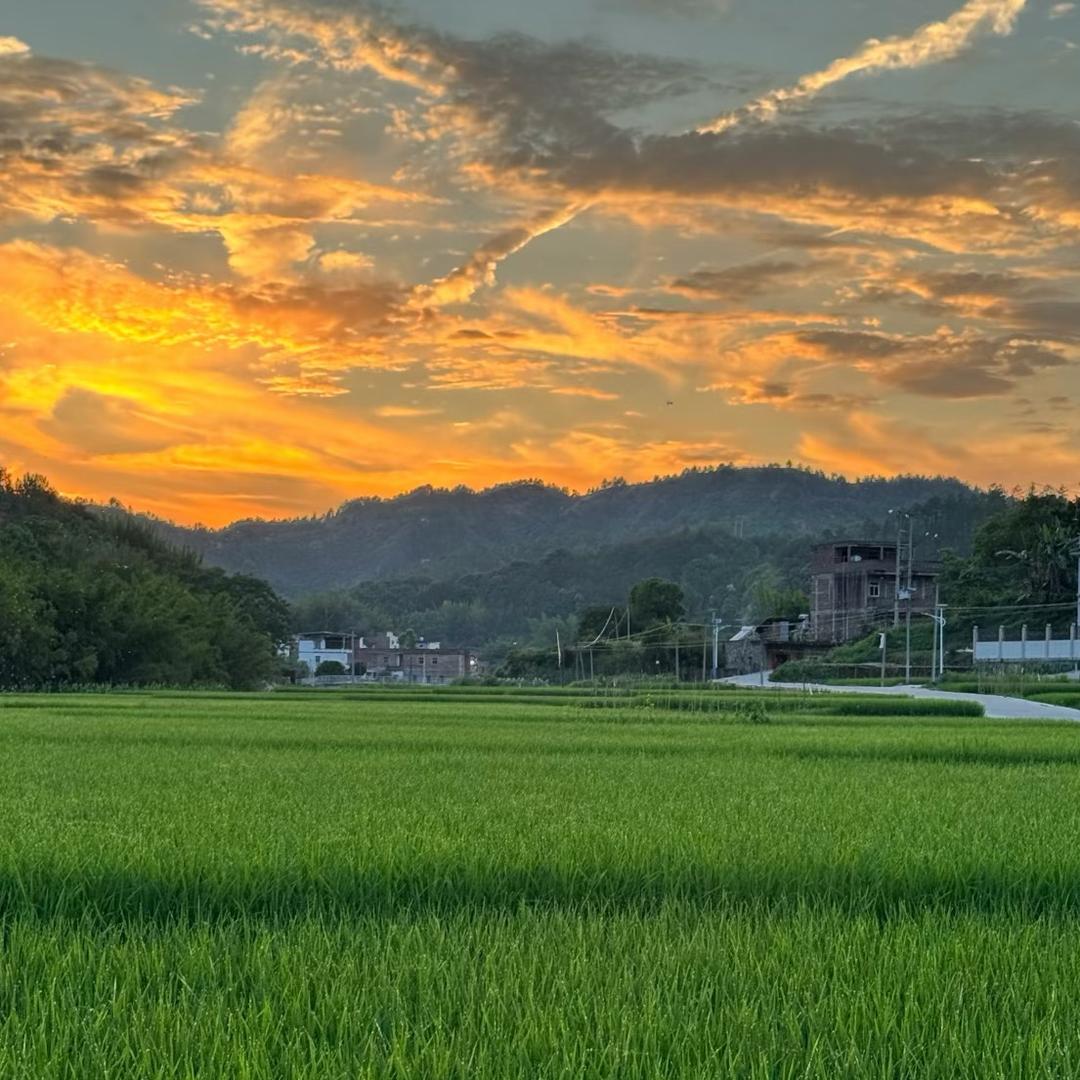 太阳（助农版）