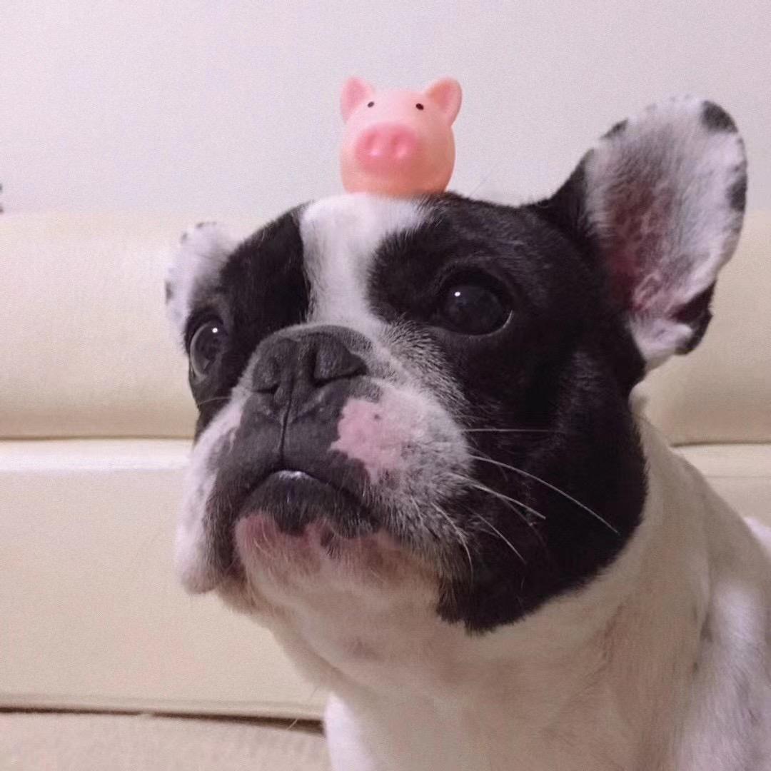 八戒小名叫猪猪