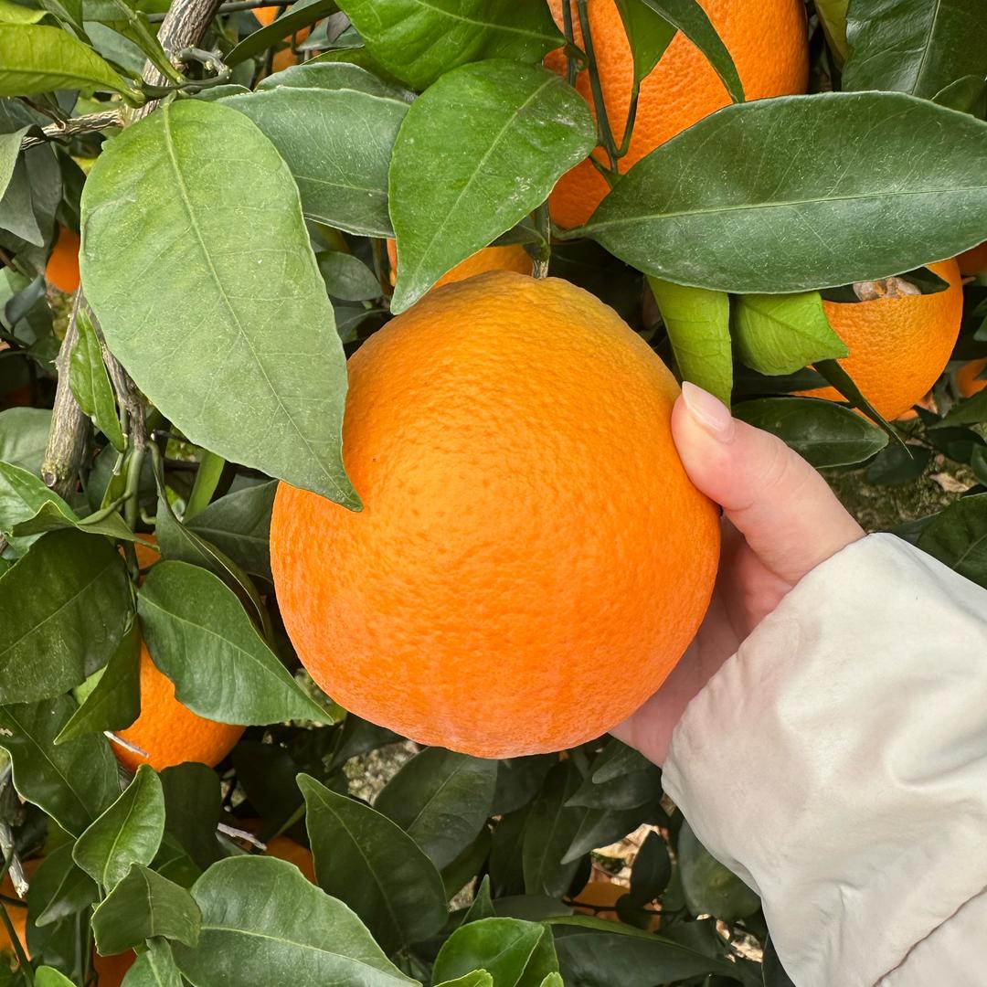 🍊小橘子