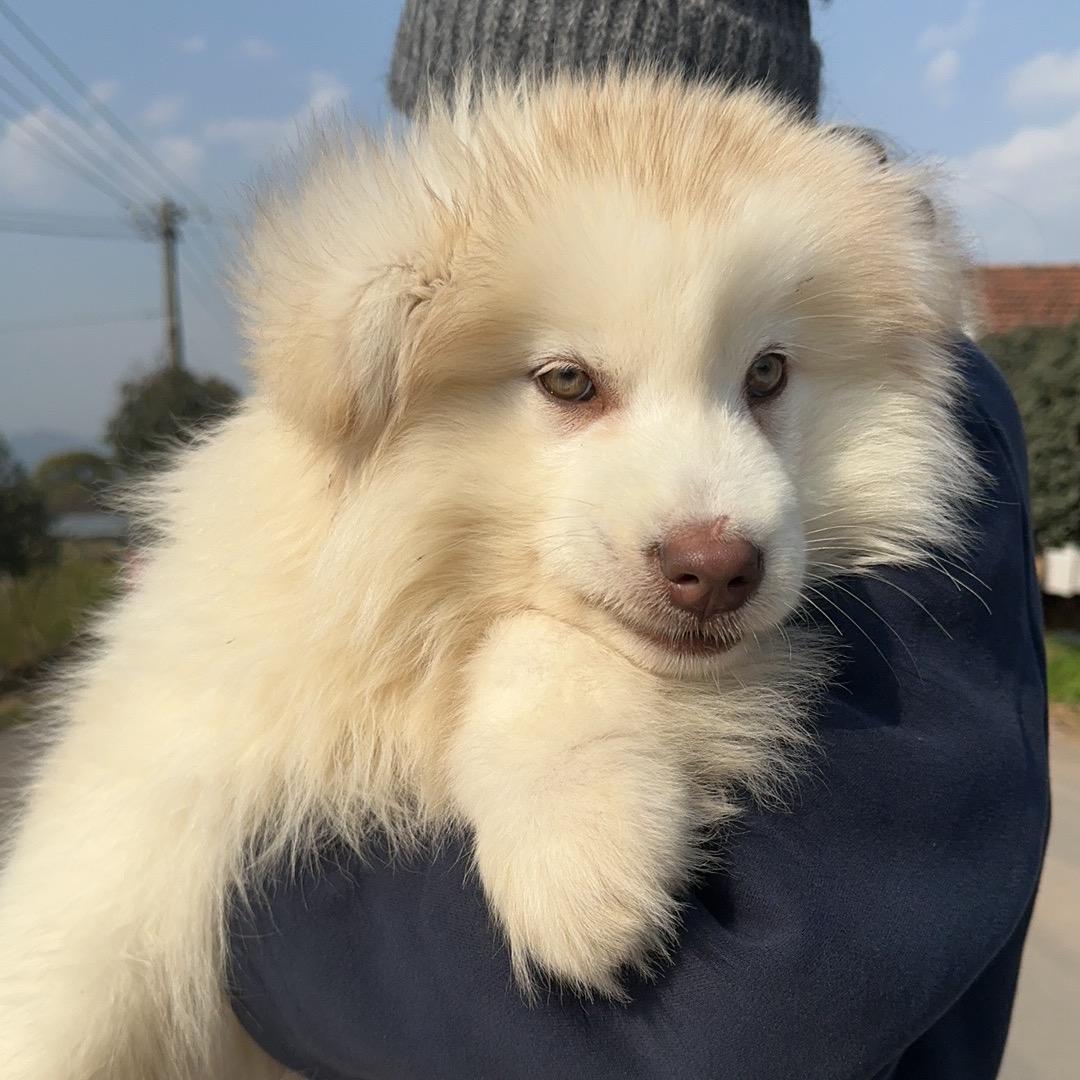 阿拉是只阿拉斯加
