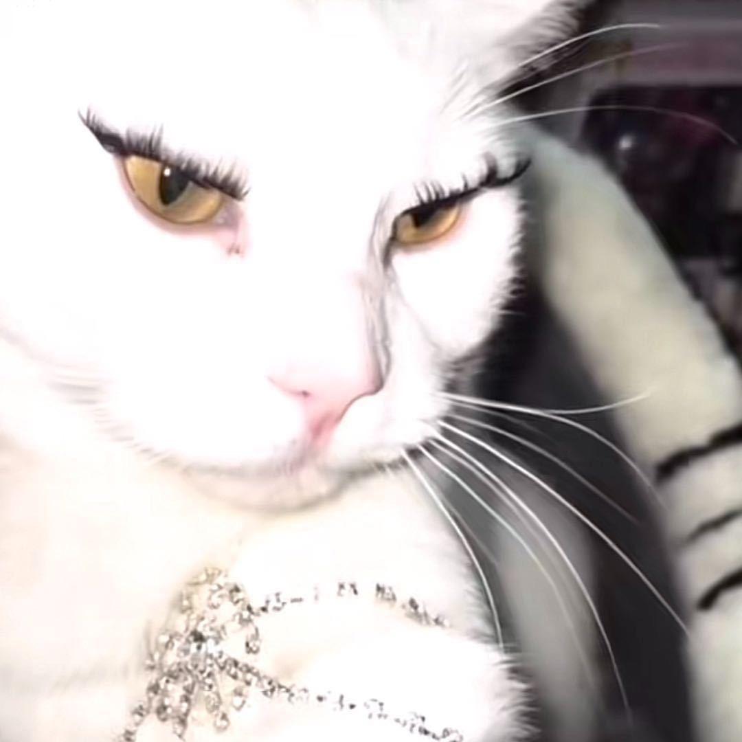 猫尾香蒲