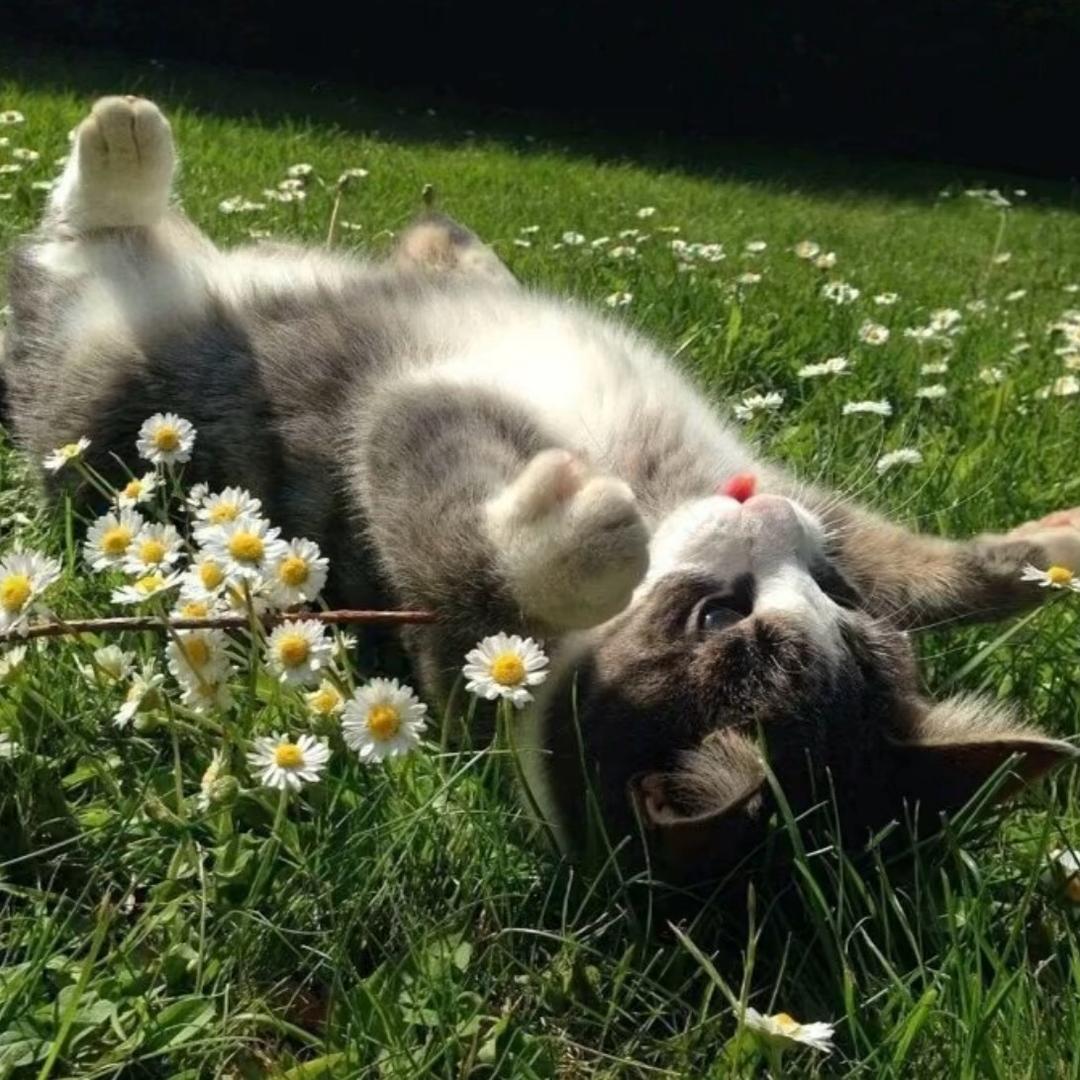 сана 爱吃奶疙瘩