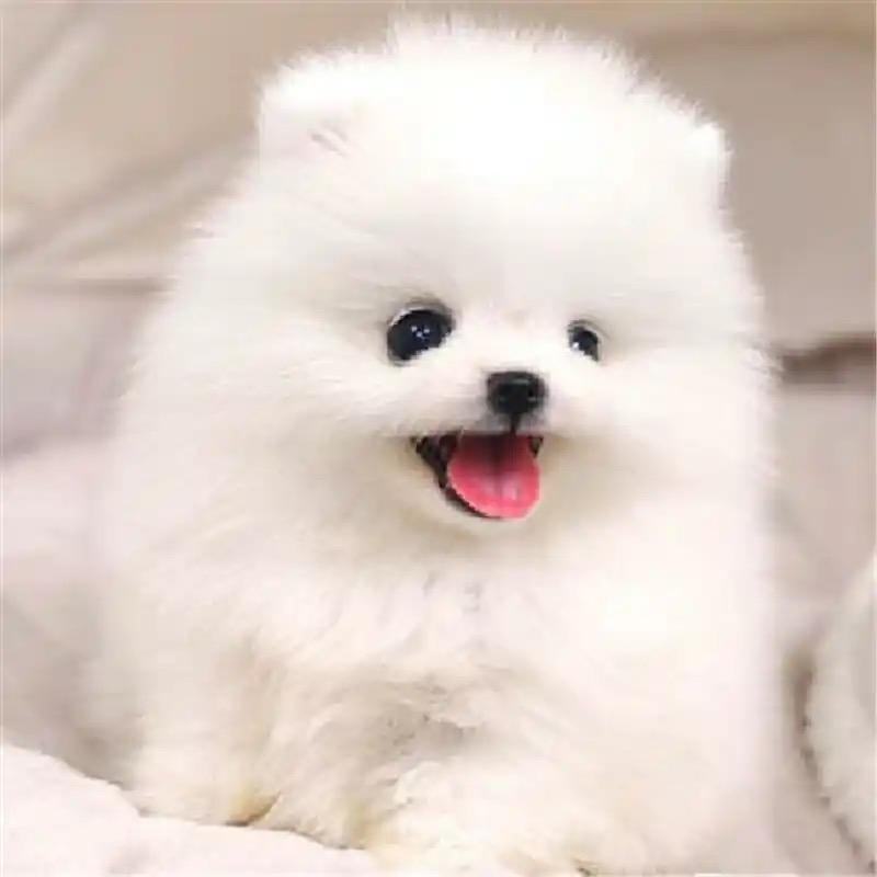 小金蛋博美犬
