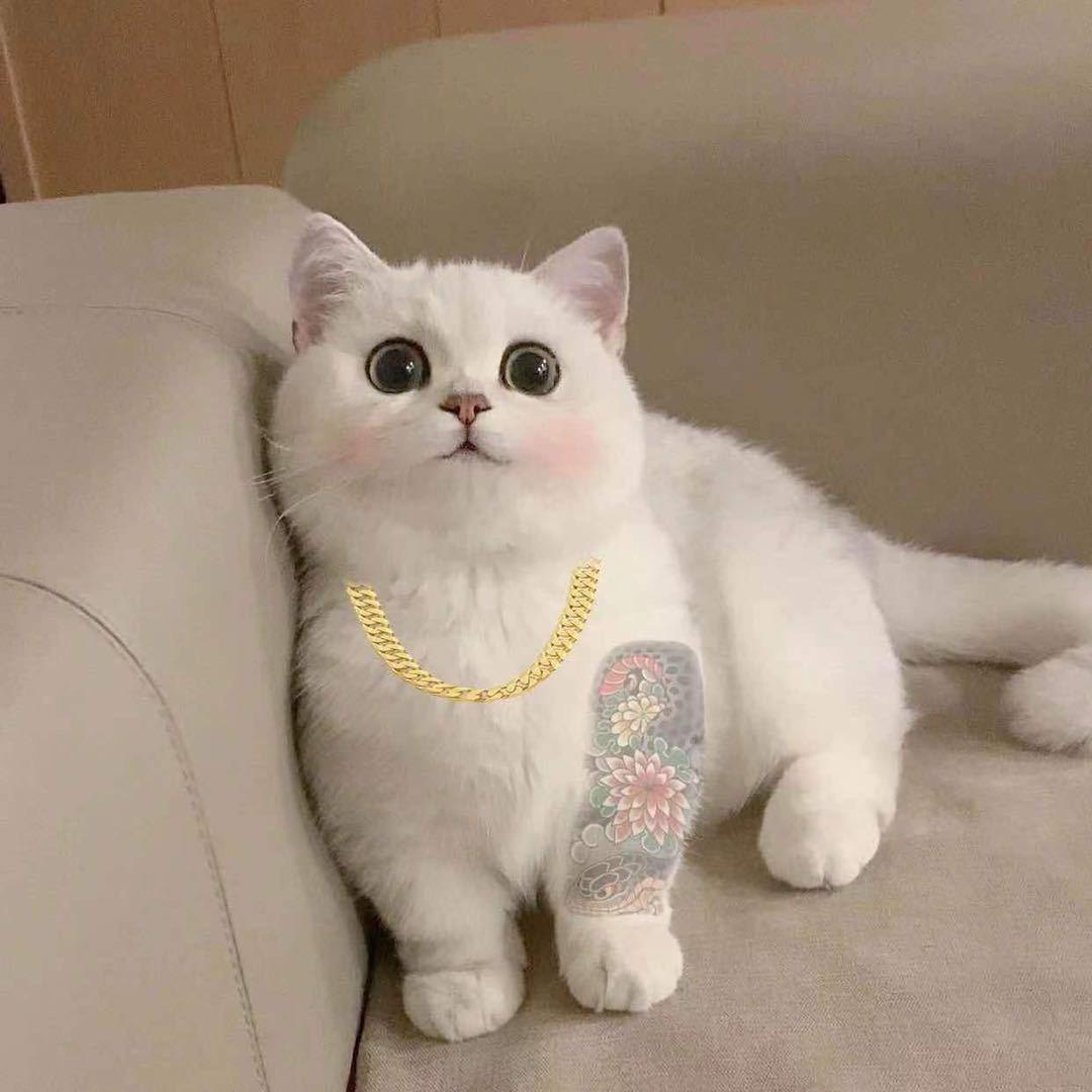 摆烂崽