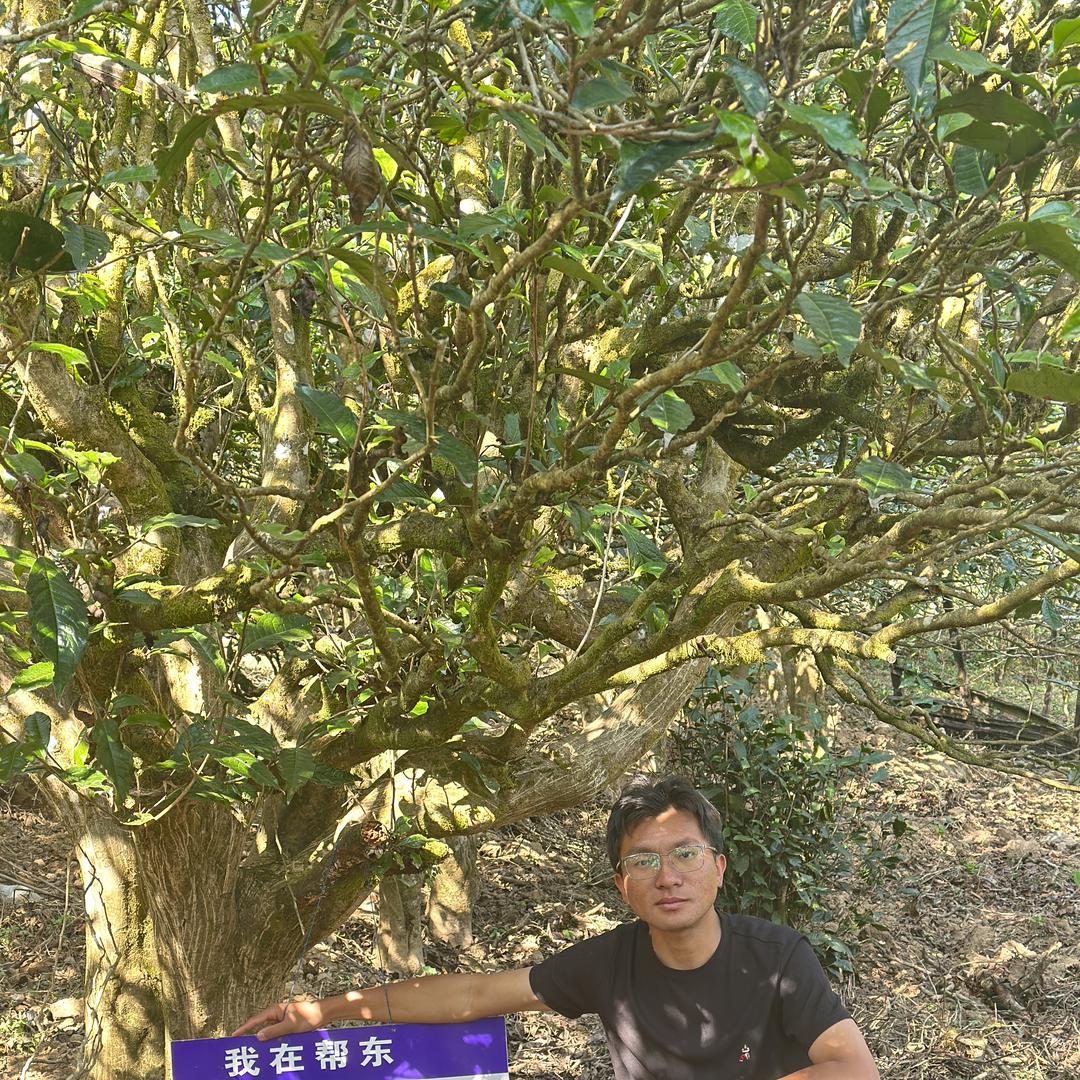 晨睿普洱茶