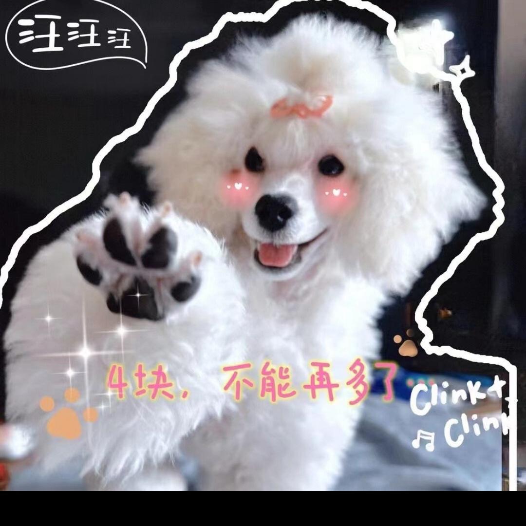 潞潞姐和她的毛孩子们