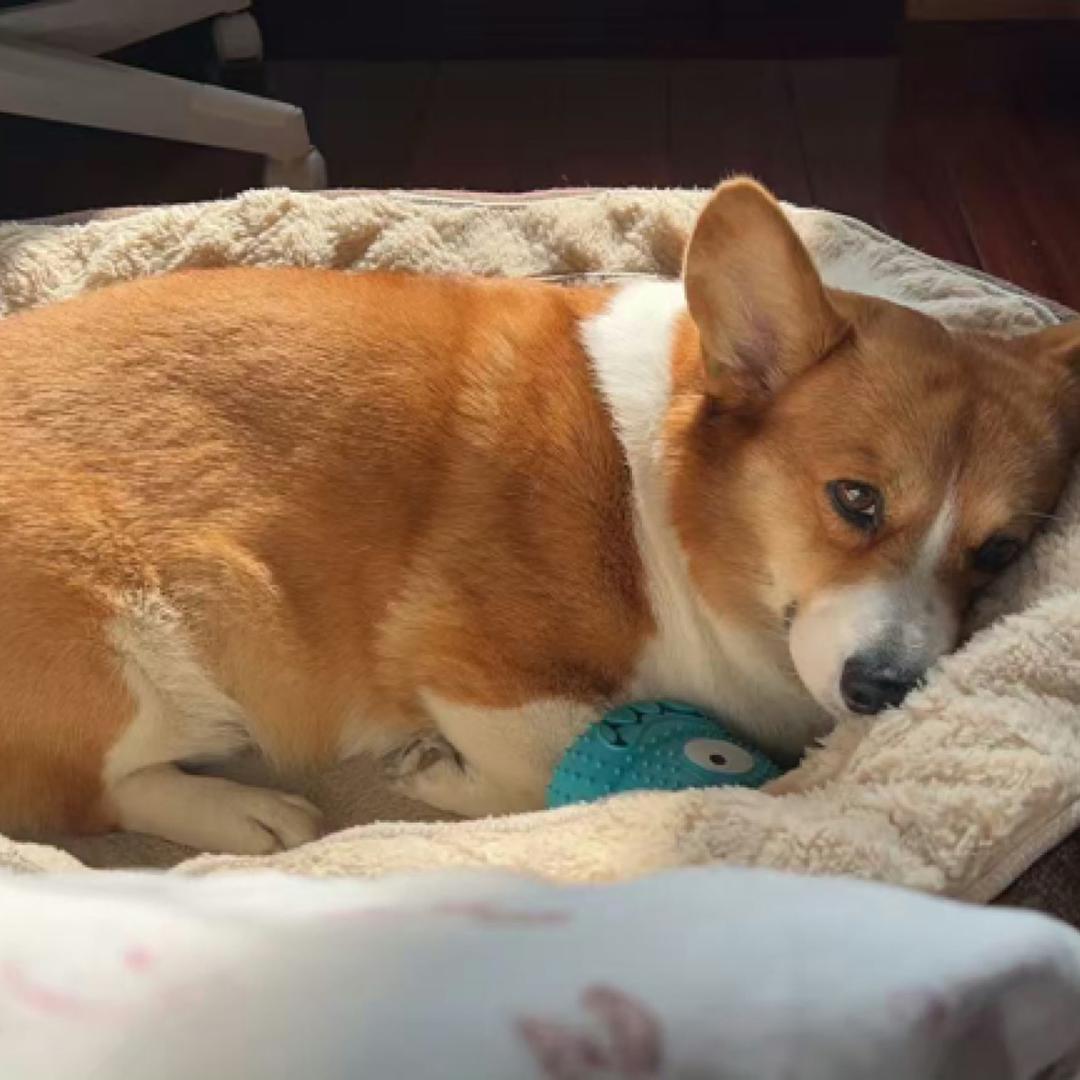 顺我狗
