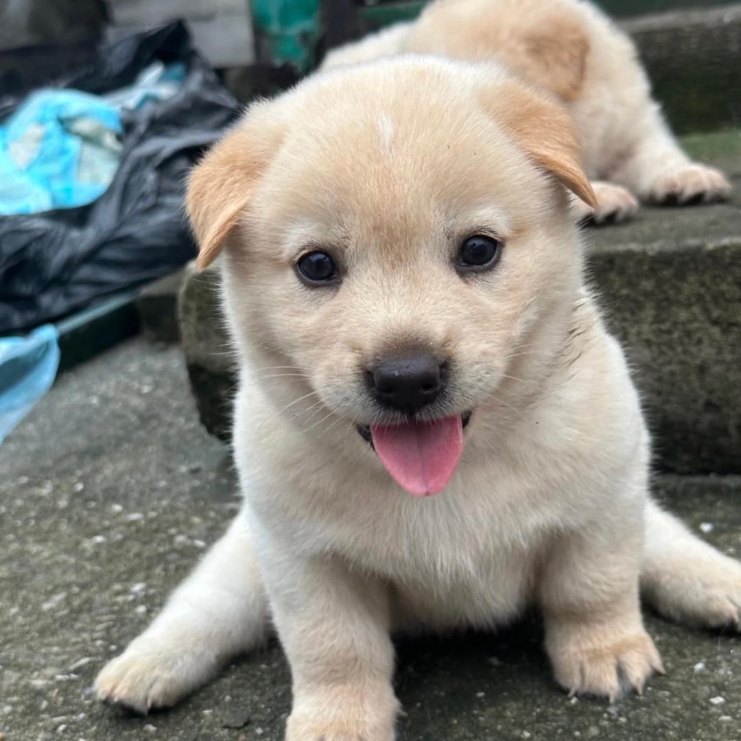 广西大山里的田园犬