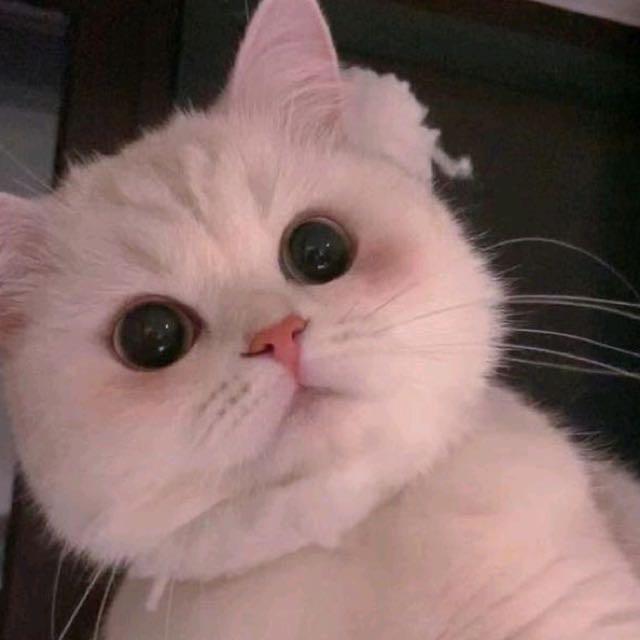 喵咪频道