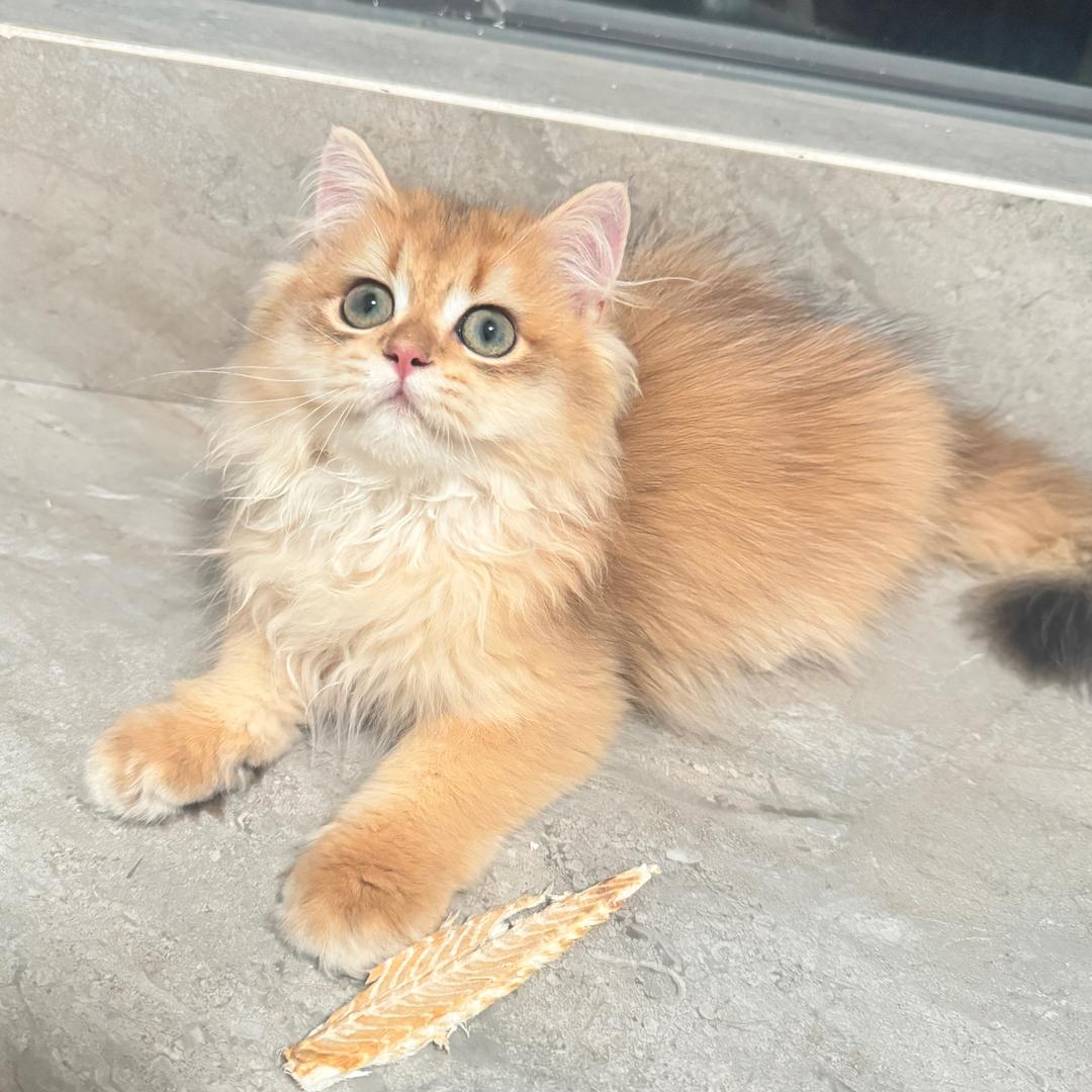 旺旺是只金渐层