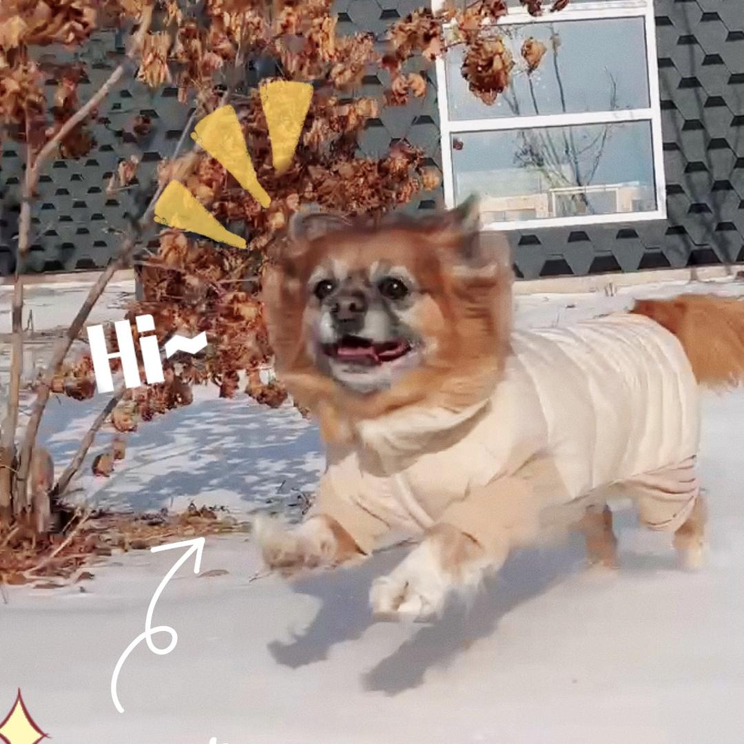 Elvis_xixi