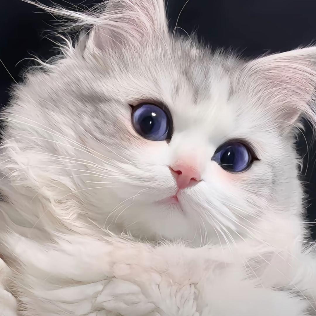 笨蛋总是掉眼泪