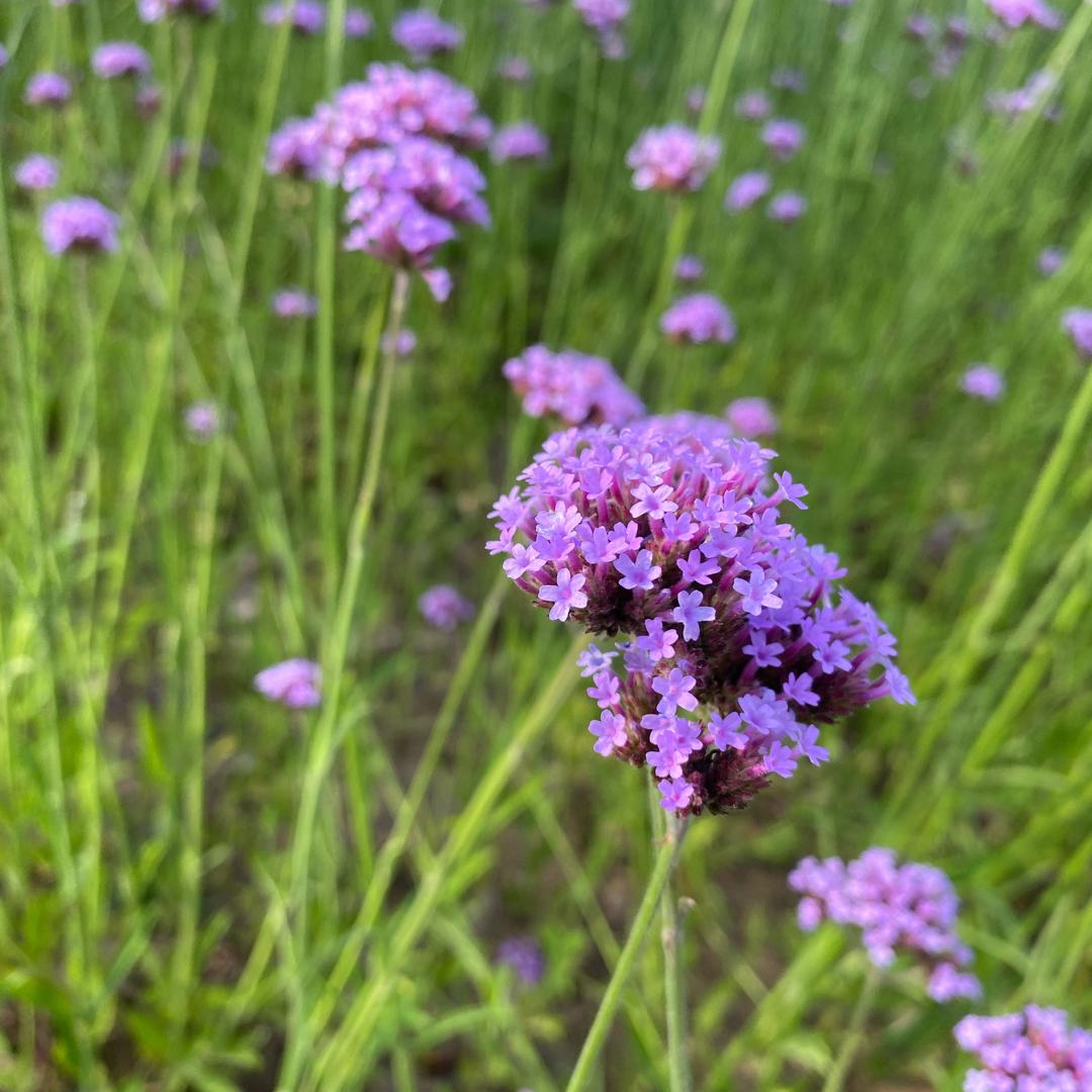 丽丽原创女装工厂店
