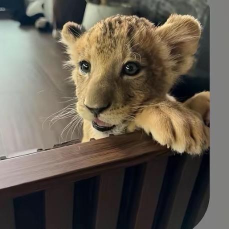 AAA.批发台球王子