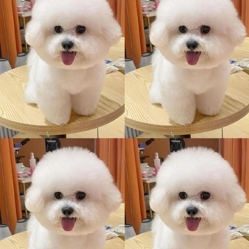 狗市你我在