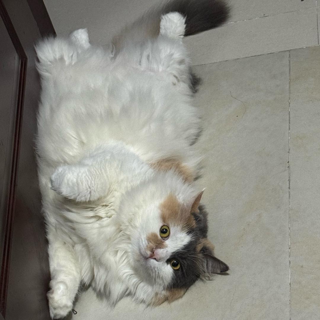 今天想吃哈密瓜