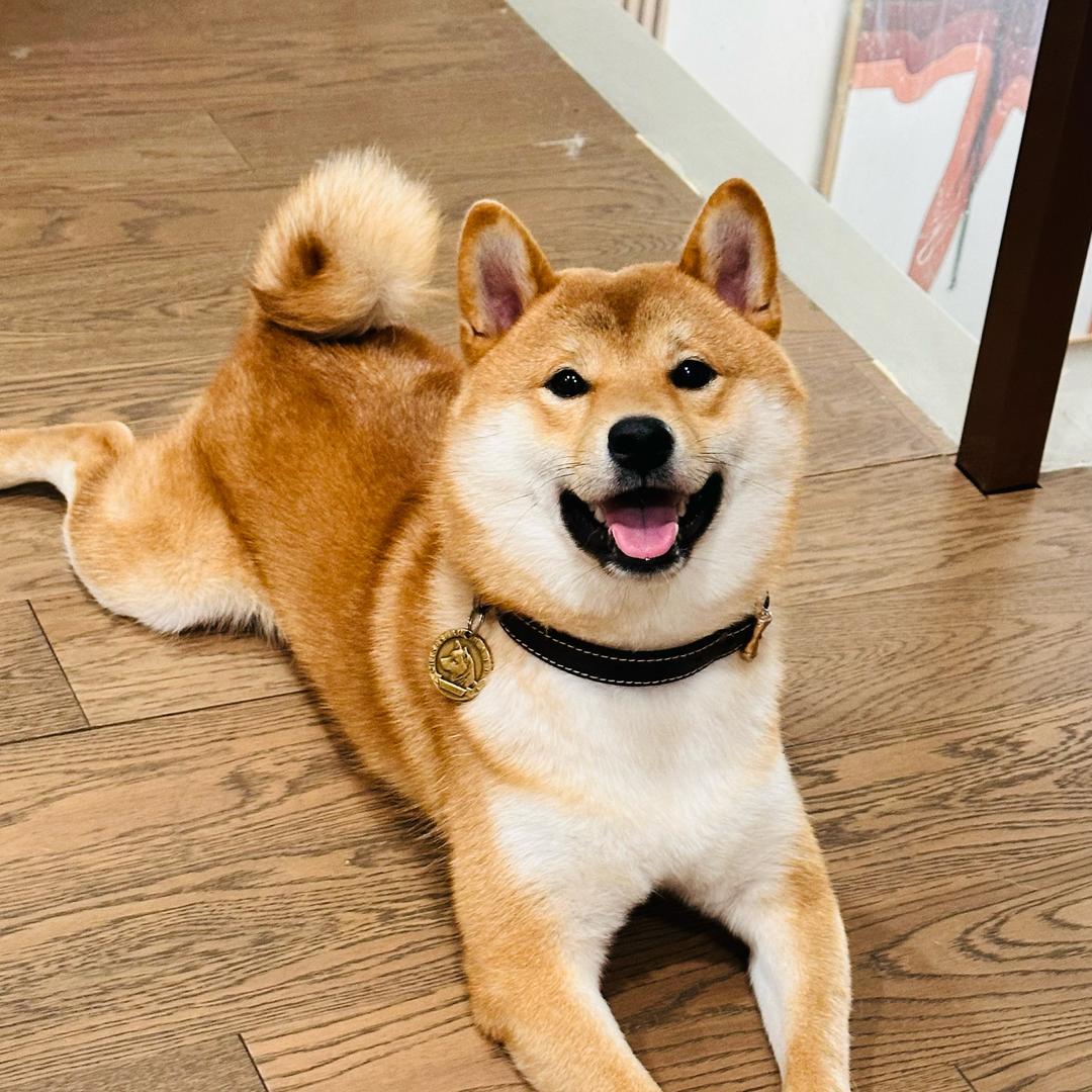 昭君和她的八嘎哥哥