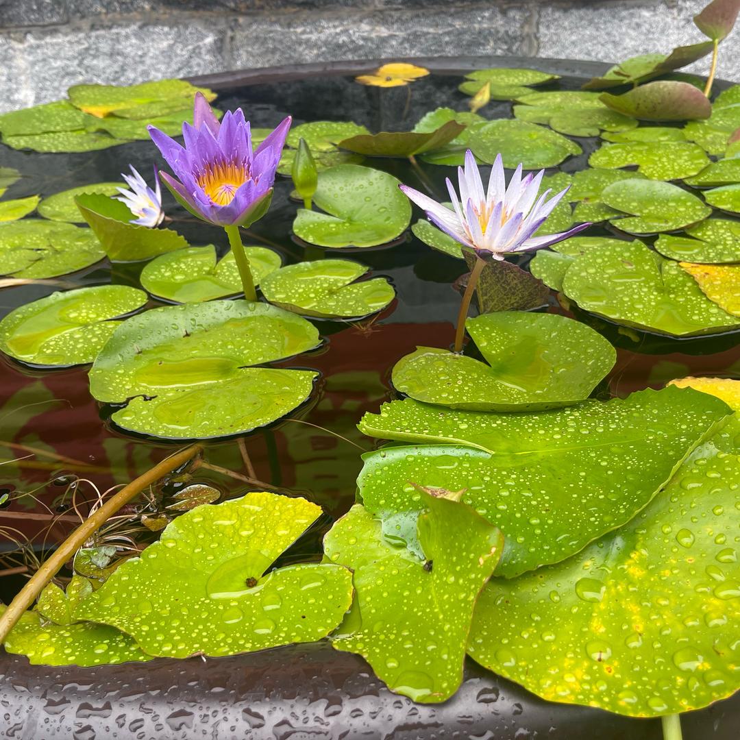 明月