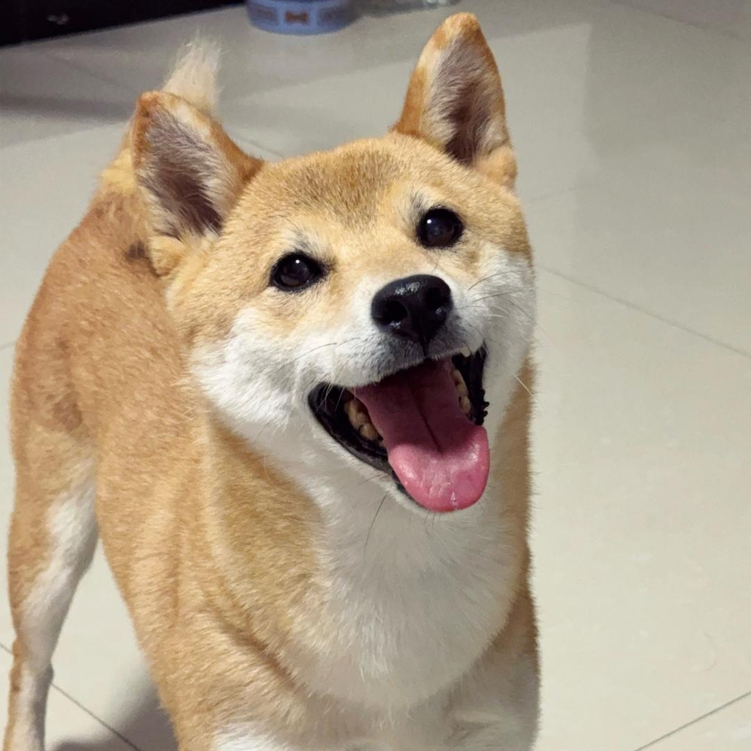 爱噜噜脸的小u