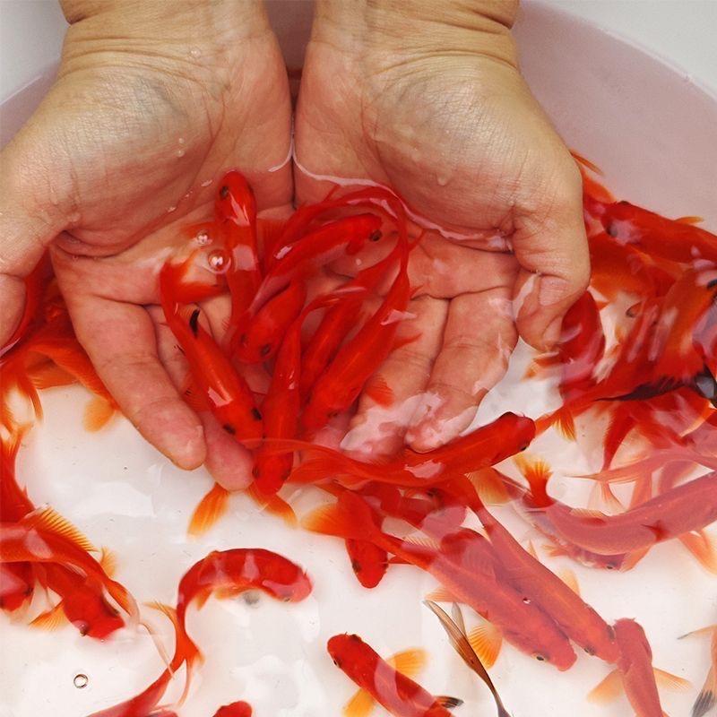 东海喜欢鲤水族