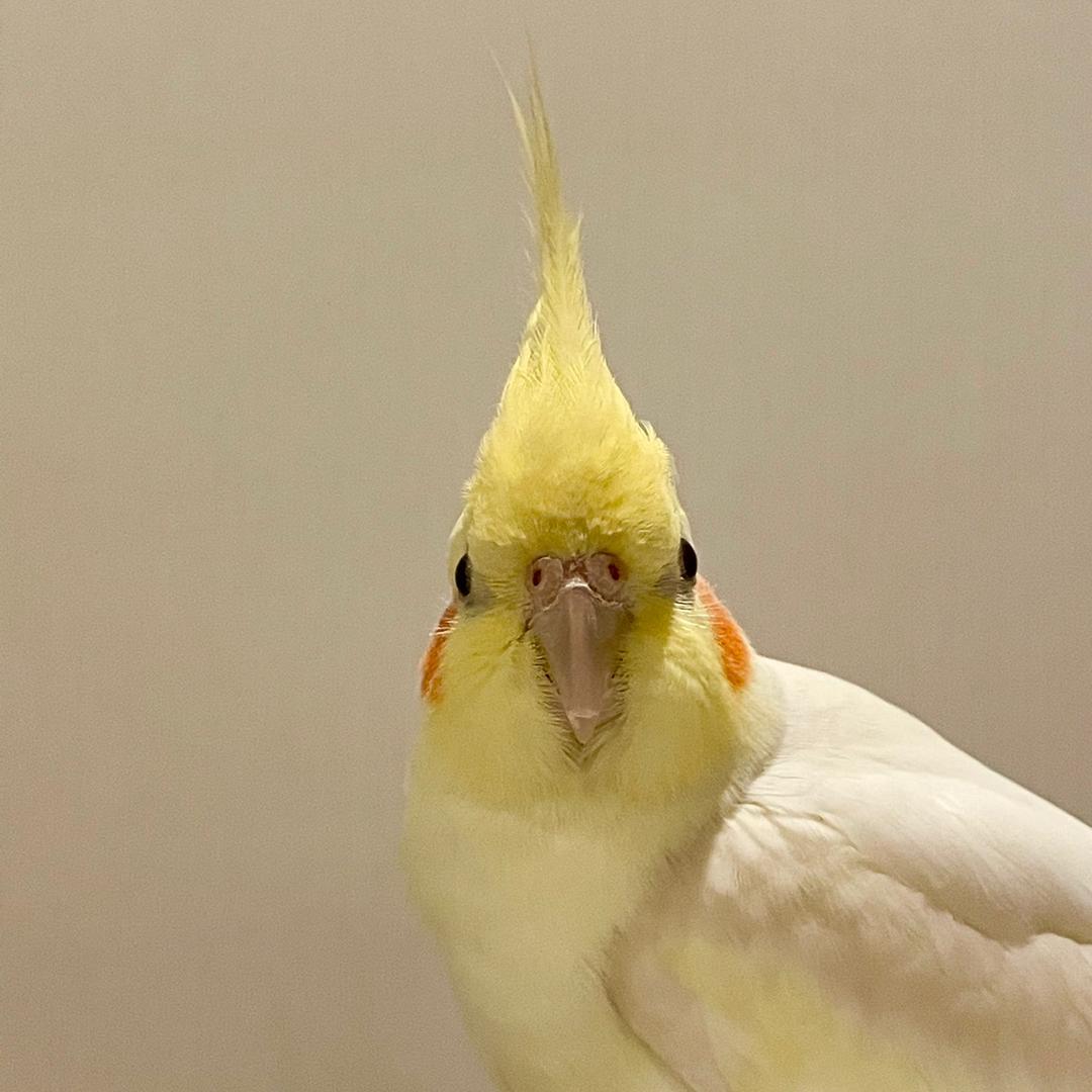 小孙有个樱桃🍒