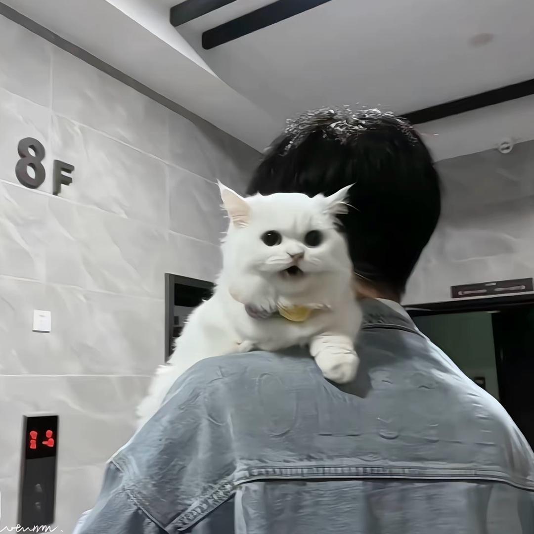 滿星.