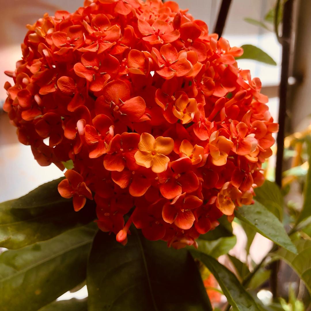 春暖花开