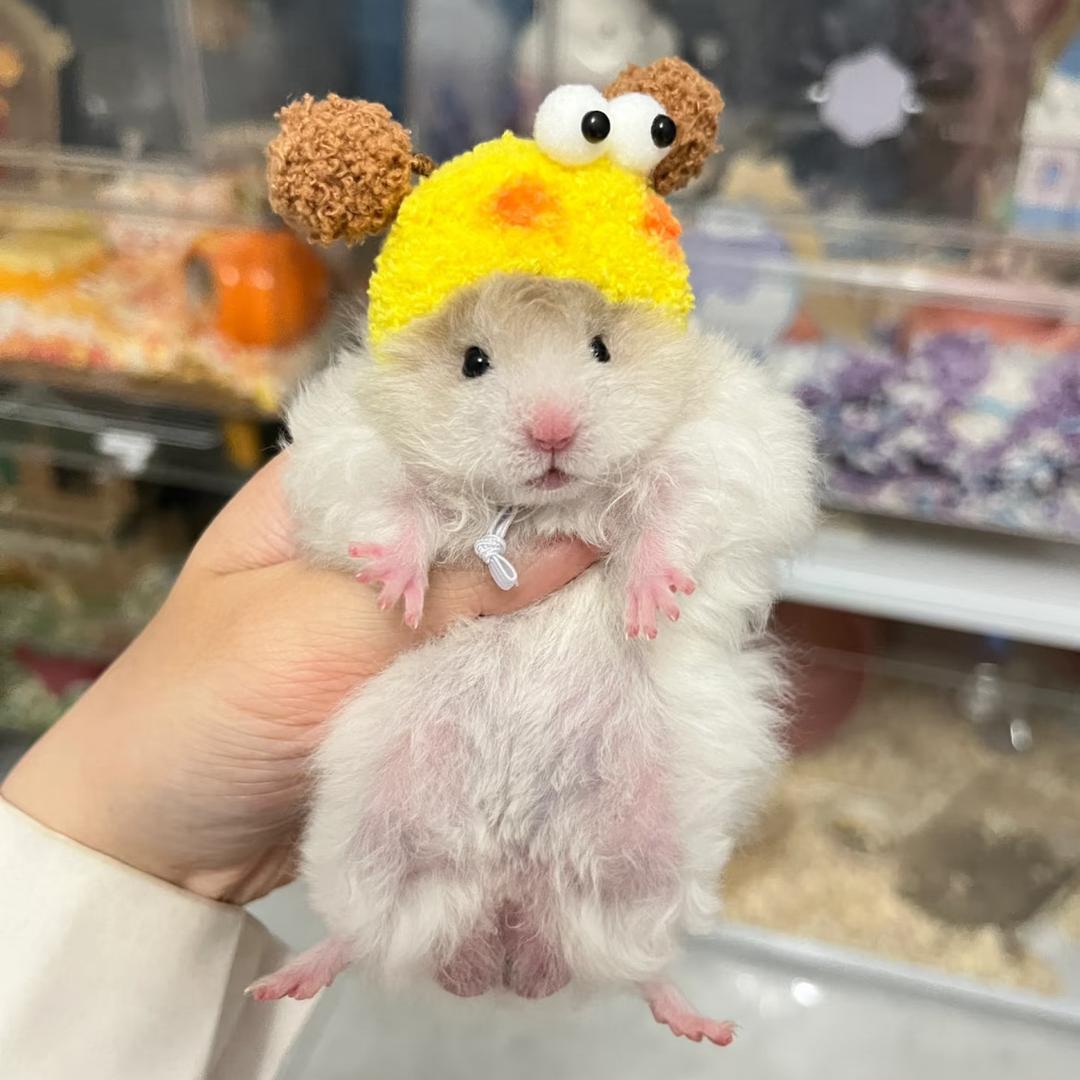 昆明馨饷宠物优选店