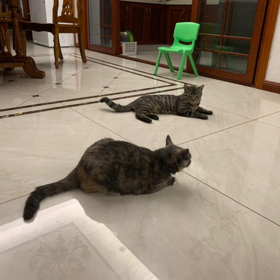 格格巫的阿兹猫