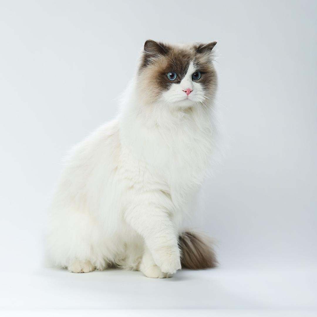 喵喵吃不饱🐱