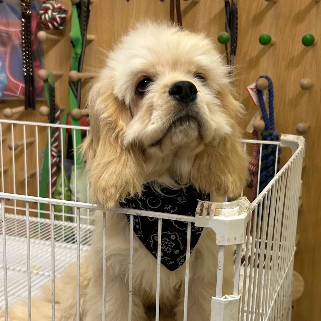 尚品美卡犬舍
