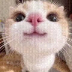 呆呆