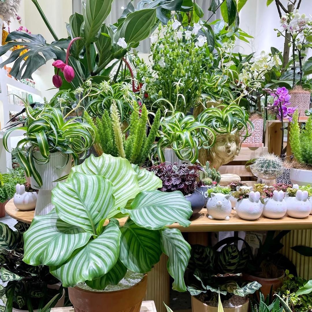 龙船花基地直发