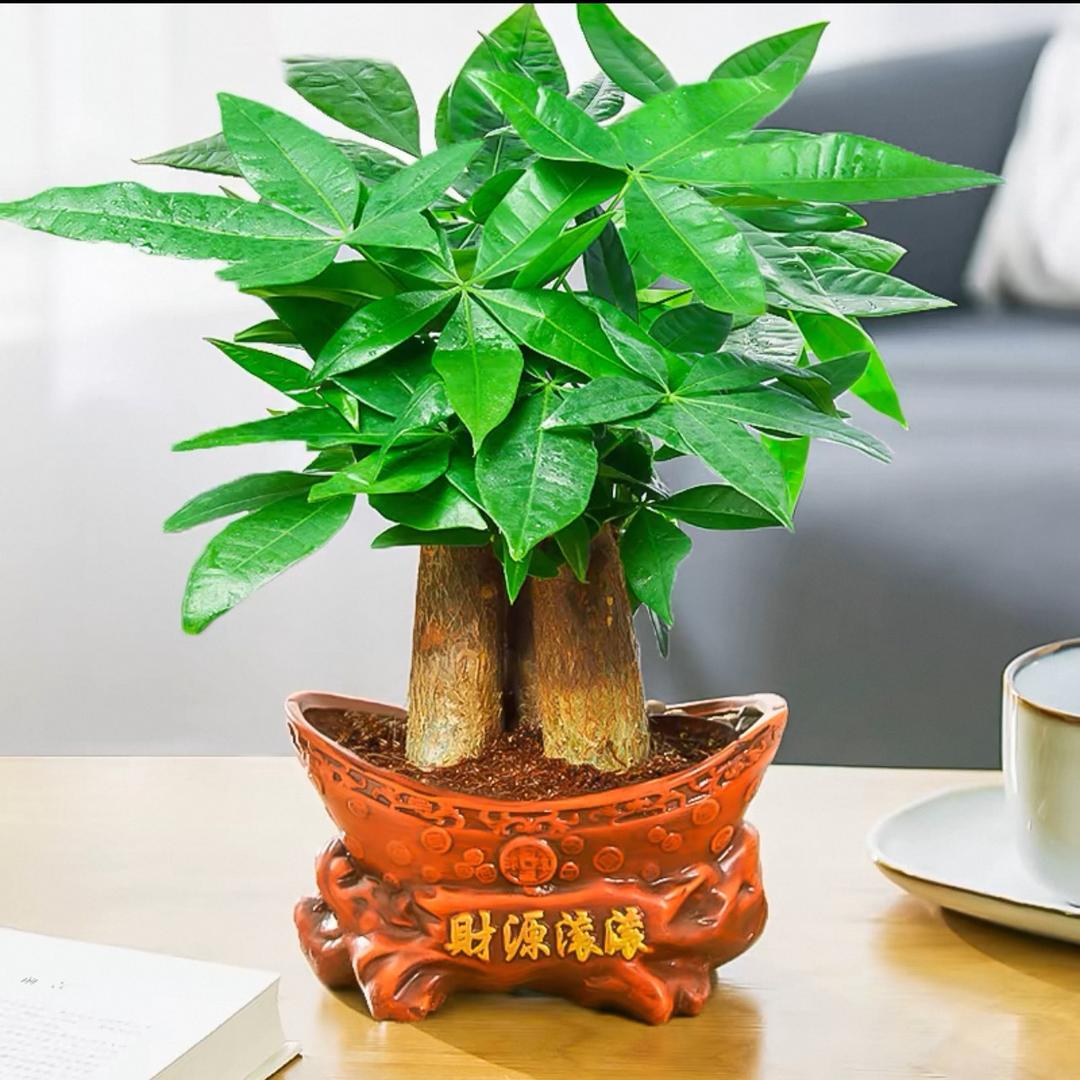 好事连连（新前七波辉）青少年专属