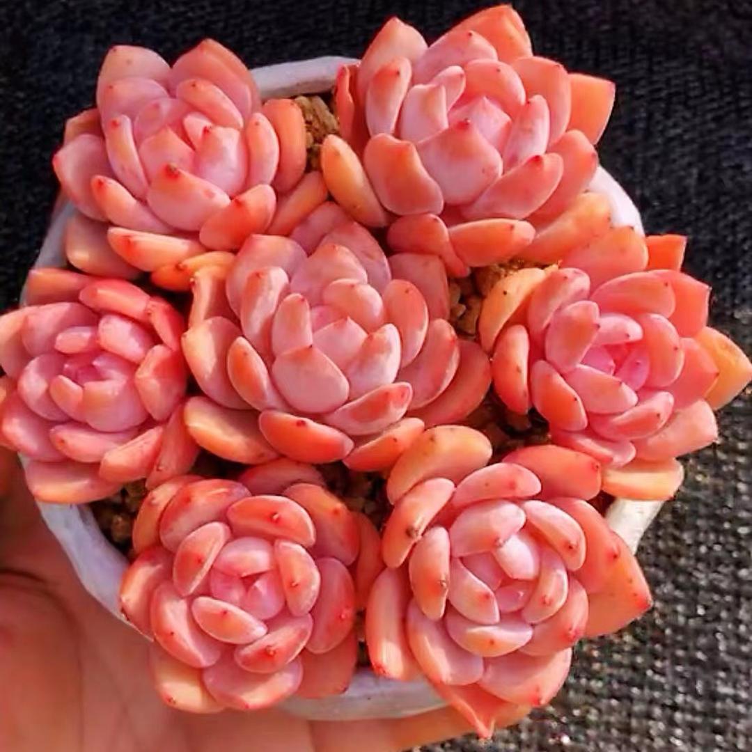 容小姐花园