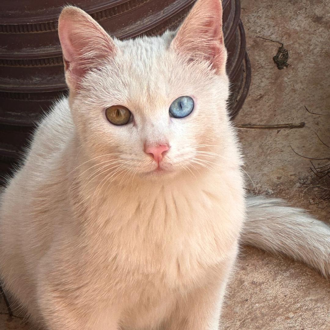 猹