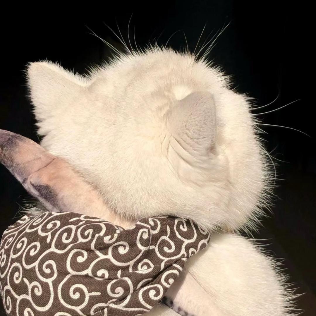 吃芝士（150小个子版）