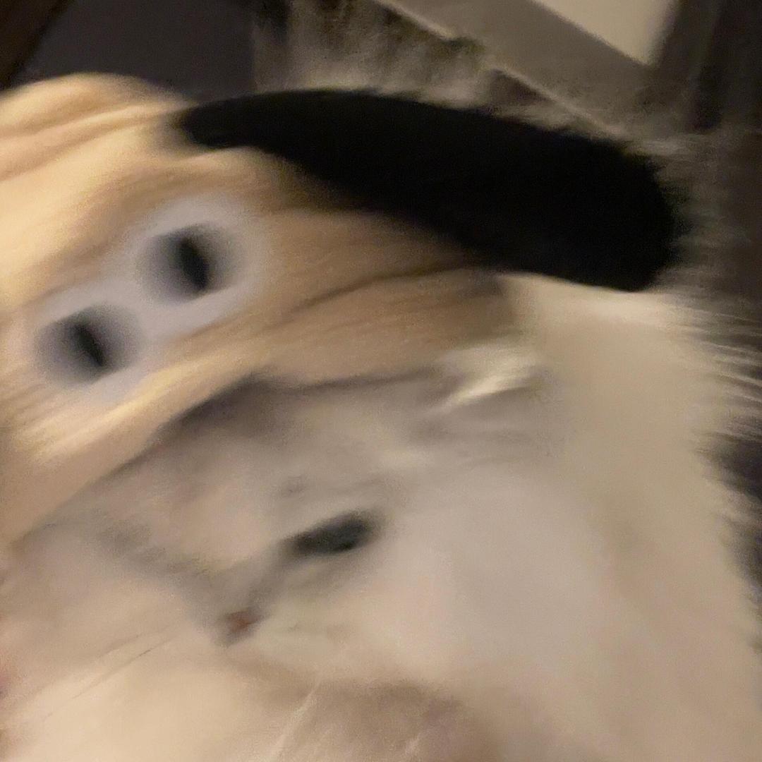 小猫