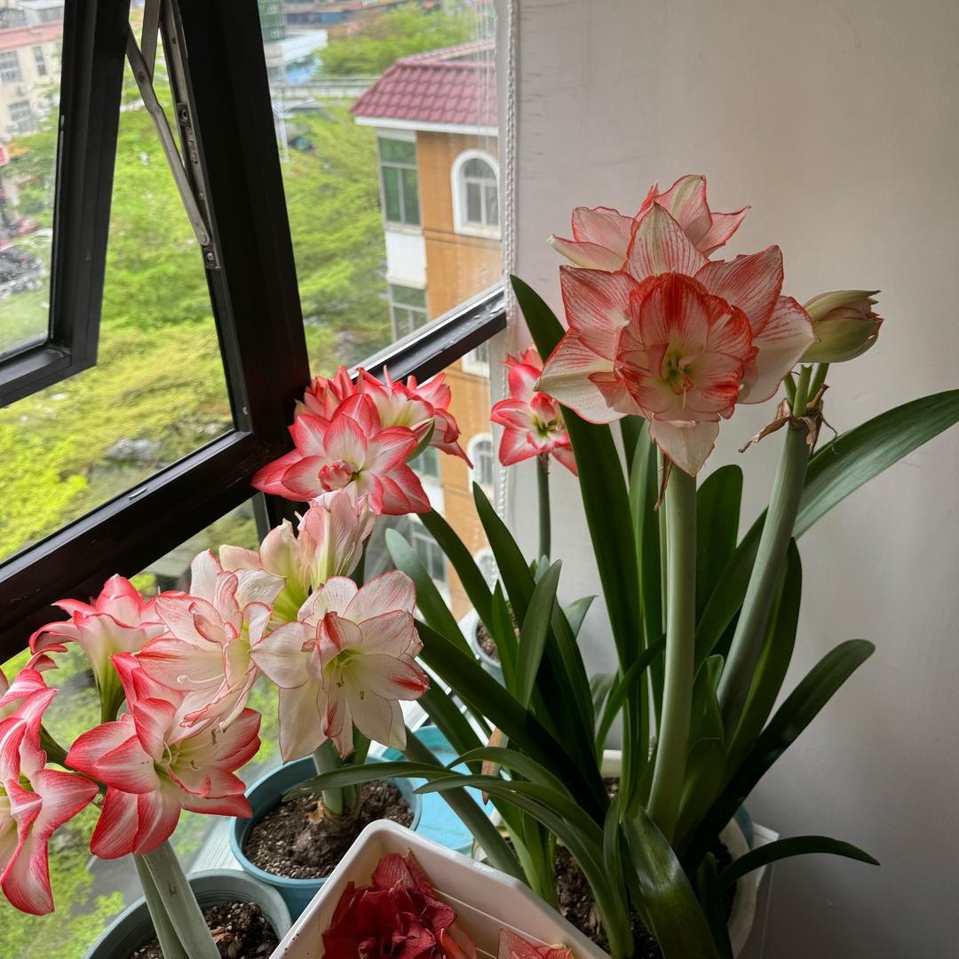 Lala朱顶红(已经进入兰坑了)