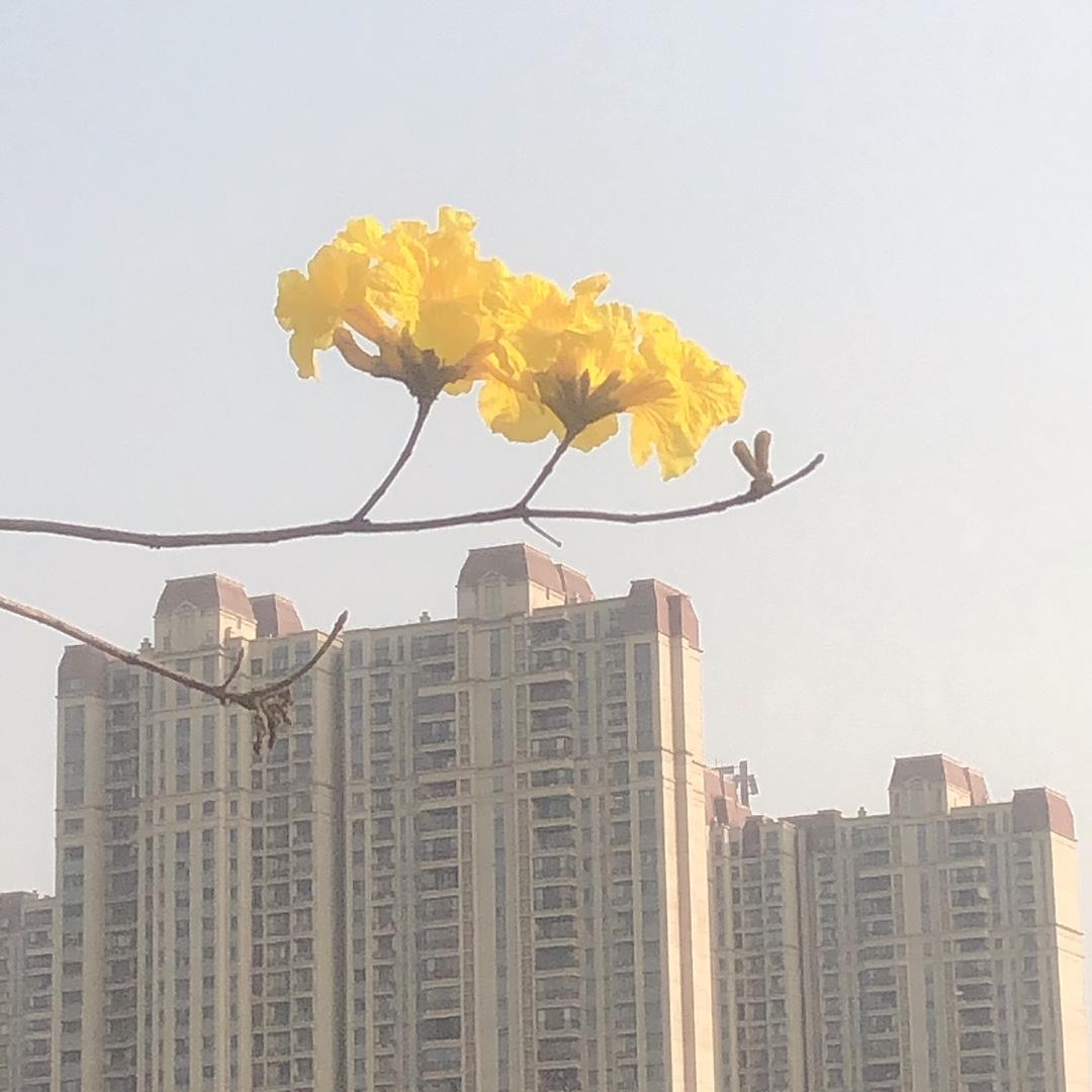 花儿月下麻麻