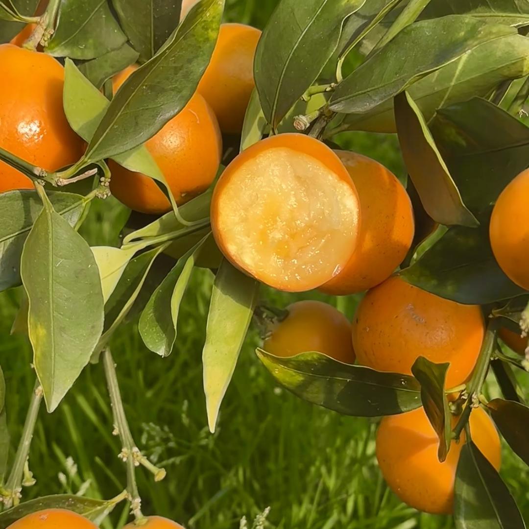 果北北官方旗舰店