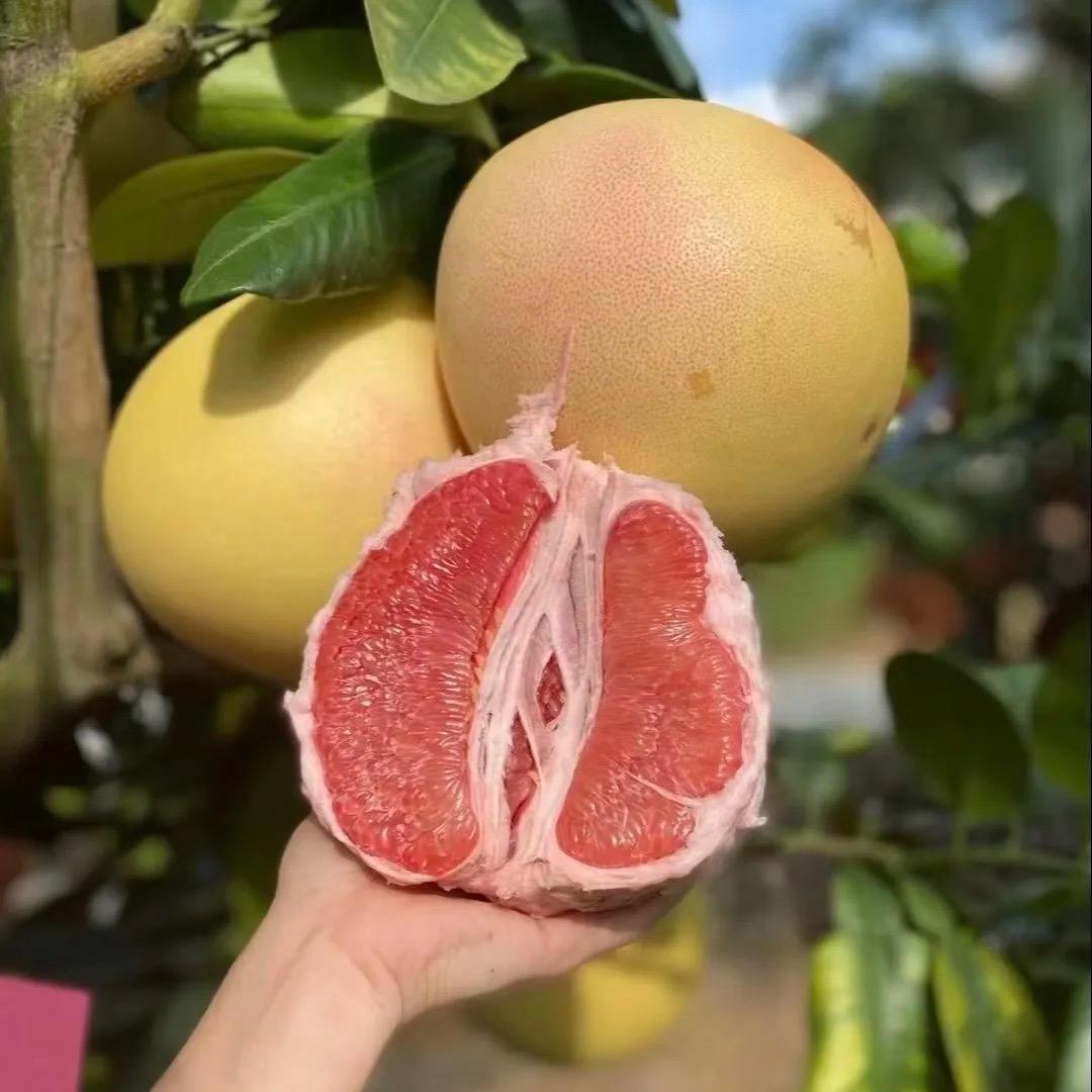 果霸王甄选农场