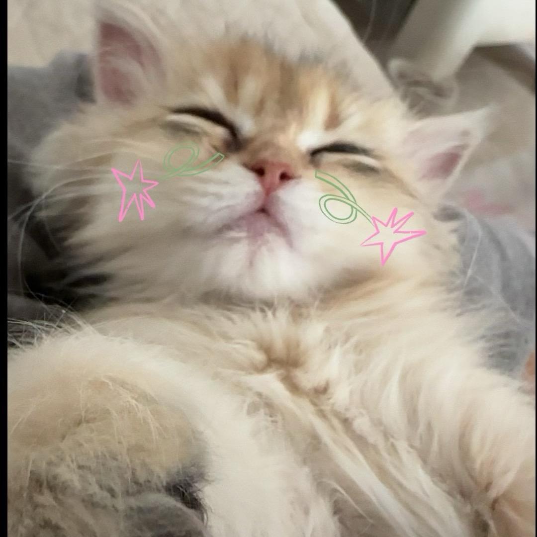 飒飒💋